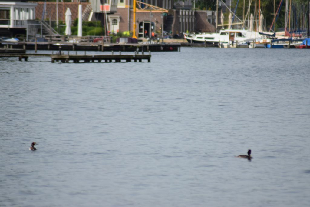 Paterswoltsemeer