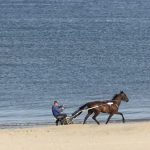 Paard uitlaten