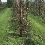 Appelboomgaard